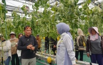 Ketua TP-PKK Aisyah Thisia Panen Melon Smart Greenhouse 4 IMG 20260803 WA0031
