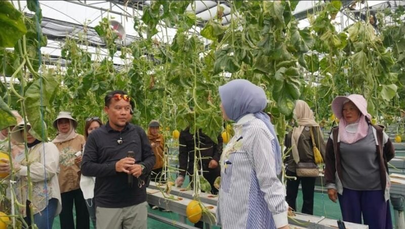Ketua TP-PKK Aisyah Thisia Panen Melon Smart Greenhouse 1 IMG 20260803 WA0031 e1785755189748