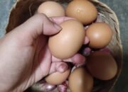 Telur Retak Masih Aman Dimakan? Ini Penjelasan Ahli