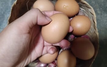 Telur Retak Masih Aman Dimakan? Ini Penjelasan Ahli 4 IMG 20260810 WA0013
