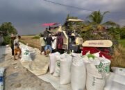 Hasil Panen Menurun, Petani Tatah Hanyar Keluhkan Sulitnya Mendapat Solar untuk Alsintan