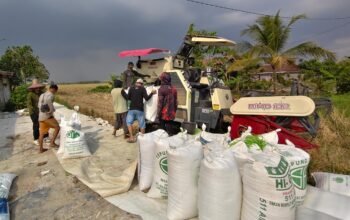 Hasil Panen Menurun, Petani Tatah Hanyar Keluhkan Sulitnya Mendapat Solar untuk Alsintan 4 IMG 20260813 WA0055