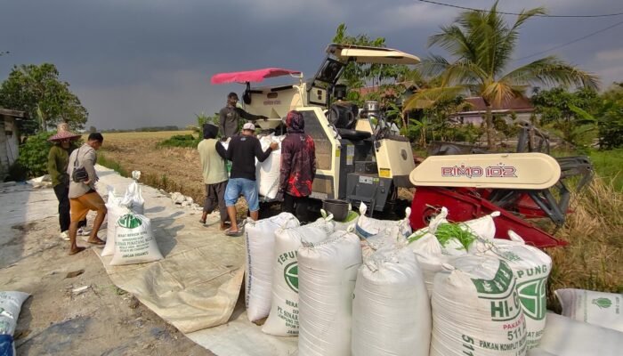 Hasil Panen Menurun, Petani Tatah Hanyar Keluhkan Sulitnya Mendapat Solar untuk Alsintan