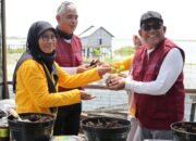 Inovasi Pupuk dari Susupan Gunung Mulai Diuji Coba Tanaman Cabai, Terong dan Tomat