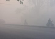 Ribuan Hektare Lahan di Kalsel Telah Terbakar