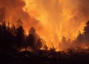 Kemarau Picu 27 Kebakaran Lahan di Banjarmasin, Luas Area Terbakar Capai 2.828 Hektare