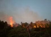 Karhutla Gambut Sulit Dijinakkan, Api Kembali Muncul di Desa Kujan
