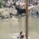 Sayembara Panjat Pinang di Sungai Veteran Banjarmasin