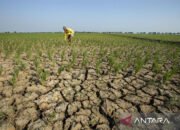 El Nino di Kalsel Hingga Februari 2027
