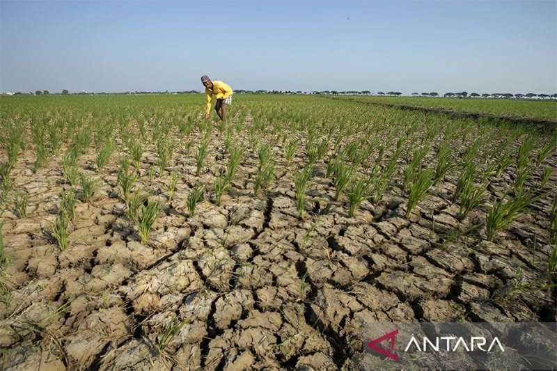 El Nino di Kalsel Hingga Februari 2027 1 el nino
