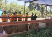 Kampung Ternak Lokpaikat Diperkuat 20 Sapi Indukan, Bidik Sentra Peternakan Tapin