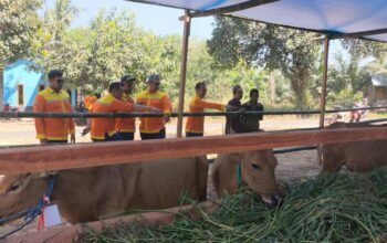 Kampung Ternak Lokpaikat Diperkuat 20 Sapi Indukan, Bidik Sentra Peternakan Tapin 5 IMG 20260901 WA0025