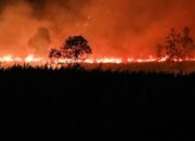 Sebanyak 23 Orang Ditetapkan Polda Kalteng Sebagai Tersangka Kasus Karhutla