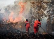 Gubernur Kalteng Warning Perusahaan Terbukti Bakar Lahan, Izin Usaha Perkebunan Sawit akan Dicabut