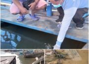 Tuba Ikan Diduga Cemari Sumber Air PDAM, 29.000 Pelanggan di Lamandau Terdampak